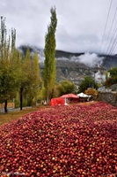 Fresh Hunza Apples - Pakistan